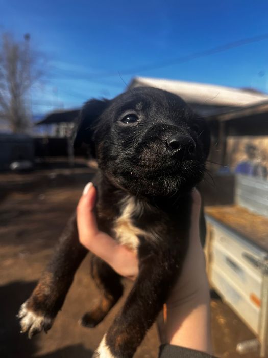 Продам щенков 2 месяца