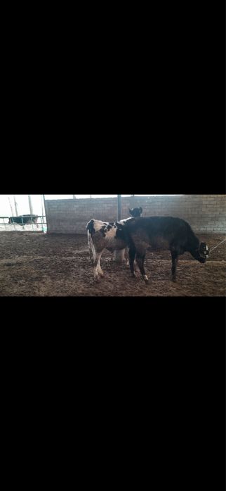 Чорни пиостра расиски букалар