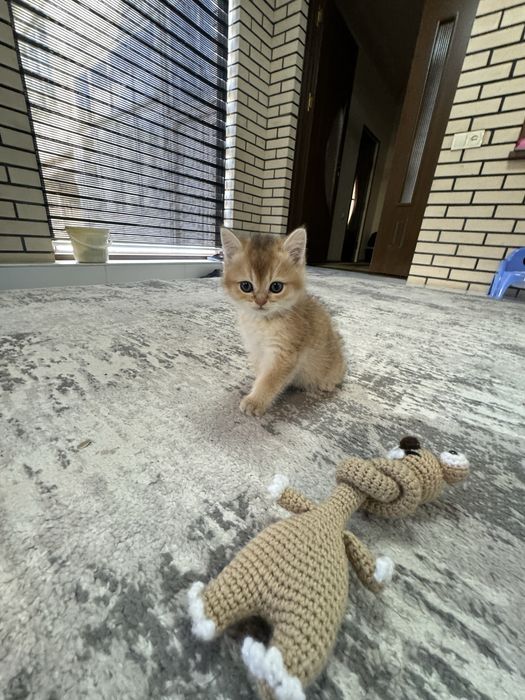 Мушиксалар Шиншила 4 та