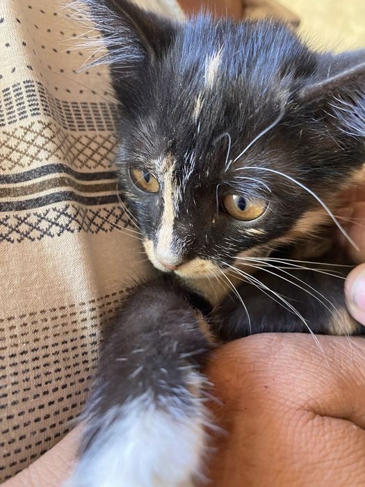 мушукча кизча 2 ойлик