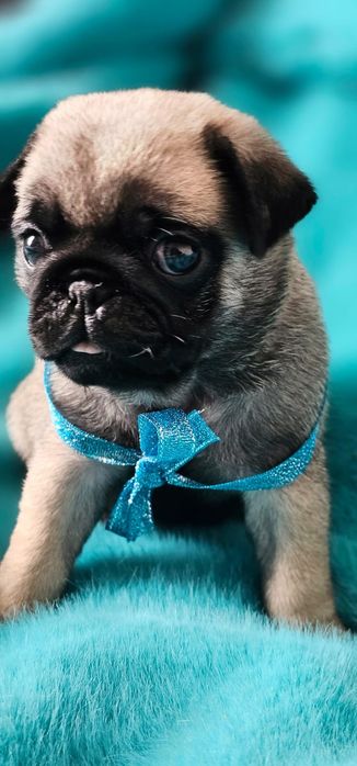 Мопсы бежевого окраса