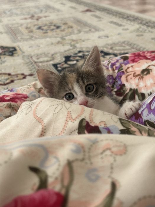 Котенки милашкии
