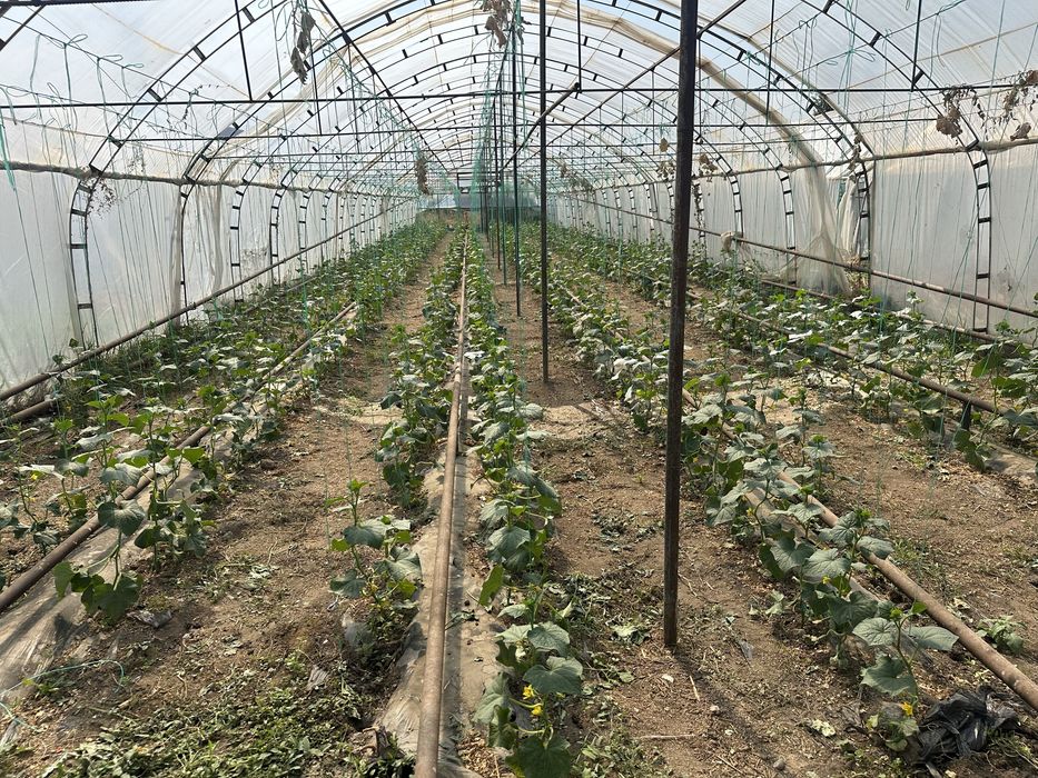 Сдам теплицу в аренду