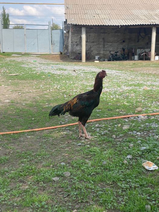 Дакан обмен даканға