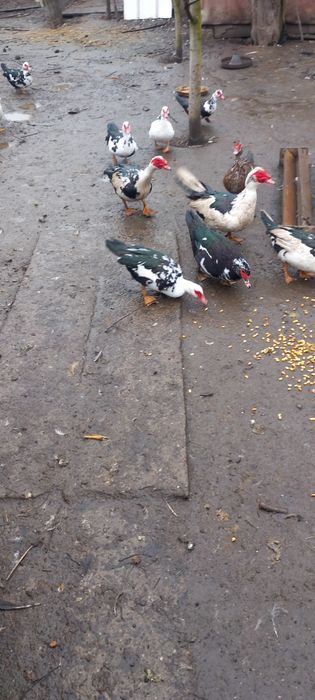 Vând rate și rățoi mute