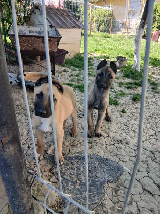 Donez Ciobanesc belgian malinois