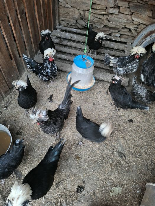 Оплодени яйца от холандска носачка