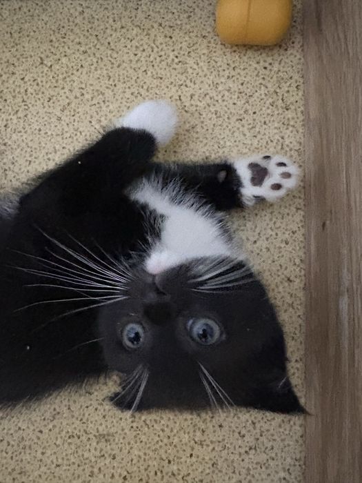 Котята породистые