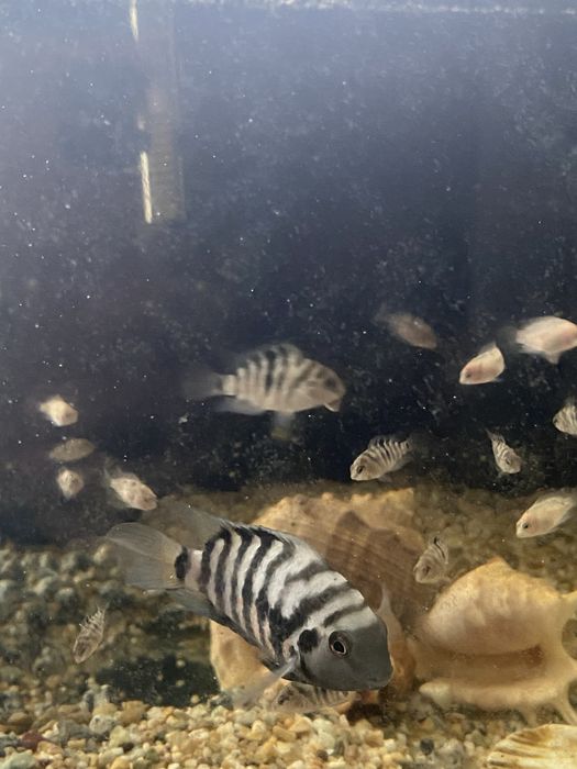 обмен на мирные рыбки