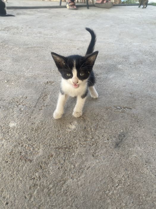 Отдам бесплатно домашних котят