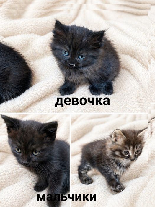 Котята в добрые руки