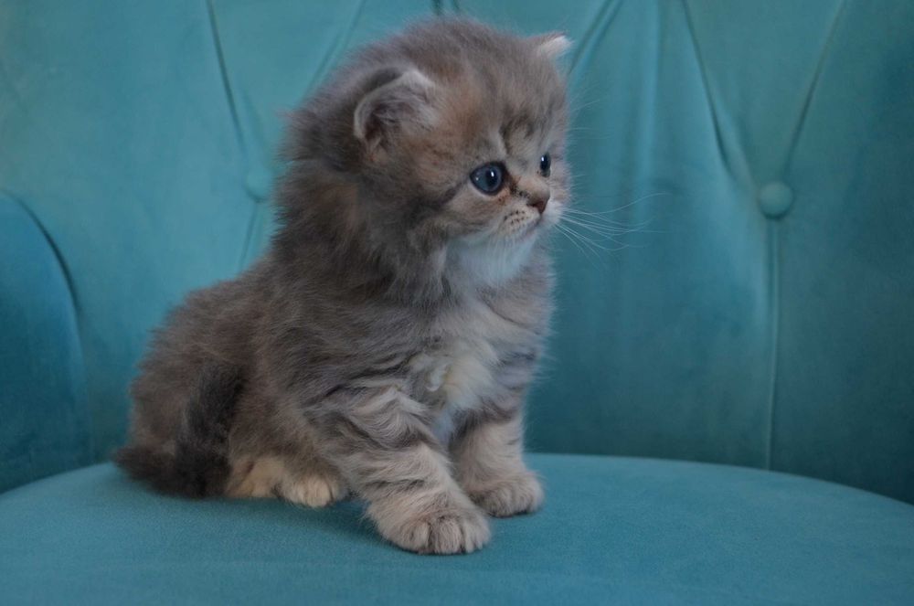 Котята Британские длинношерстные