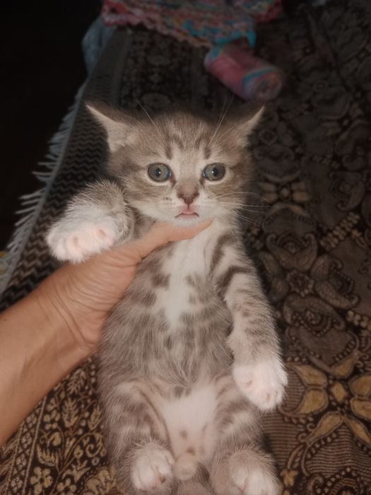 Британские котята