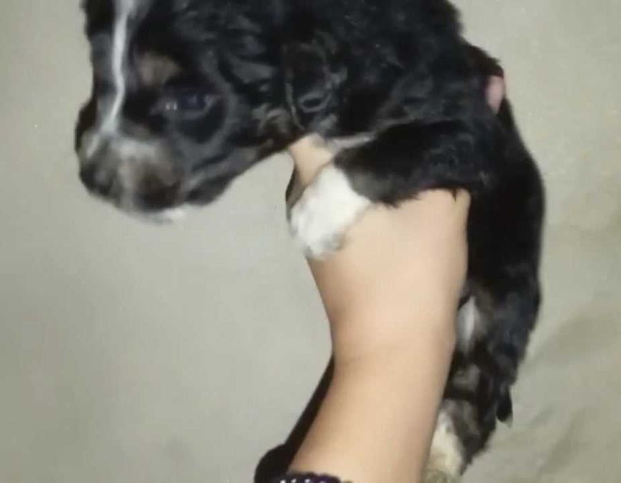 Щенки для охоты и семьи