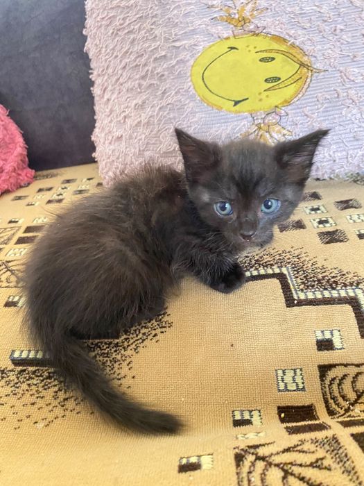 отдам бесплатно котят