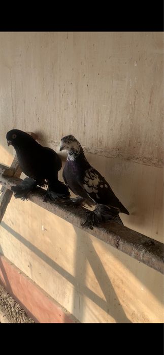 Голуби вольные в гоне