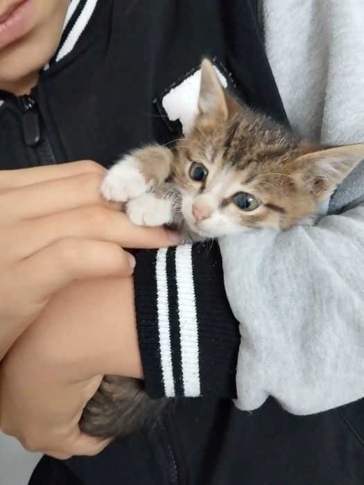 Отдам котят в добрые руки