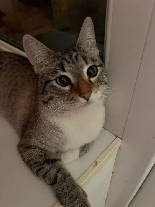 продаю кошку девочку