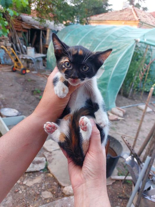 Подарявам котенца