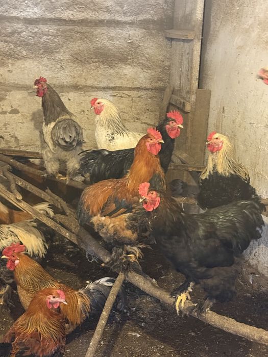 Продаются петухи брама