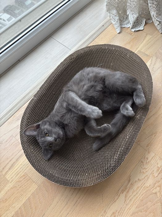 Ищем дом для милой кошечки!