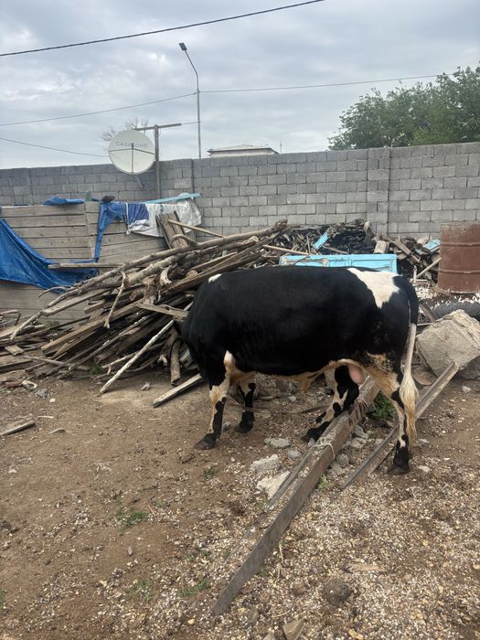 1 жастан аскан огиз