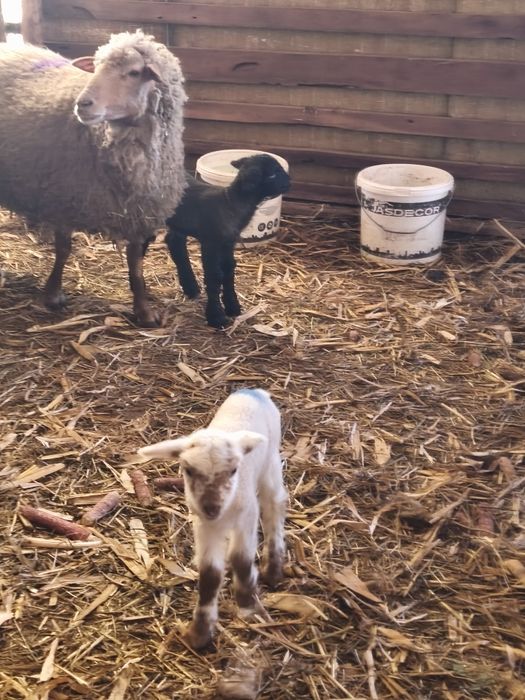 Vând oi cu miei ,tinere