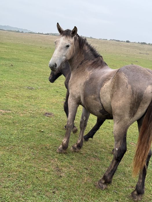 Vand sau schimb manza cu vaci/ oi sau 4x4
