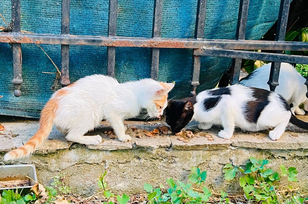 Котета за надежден дом