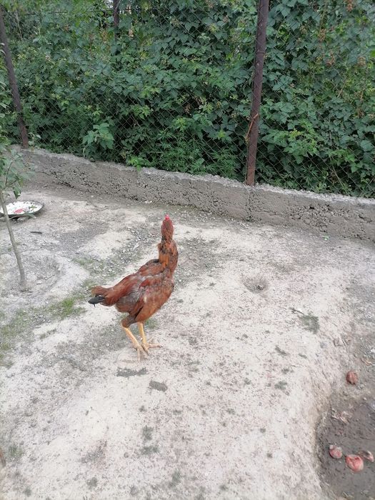 Продам дакана тайго
