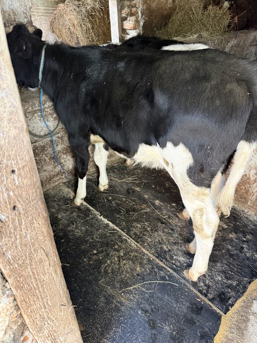 Vand 2 vitele intarcate