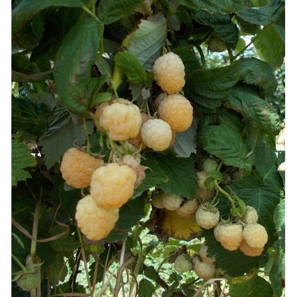 Продам малину желтую