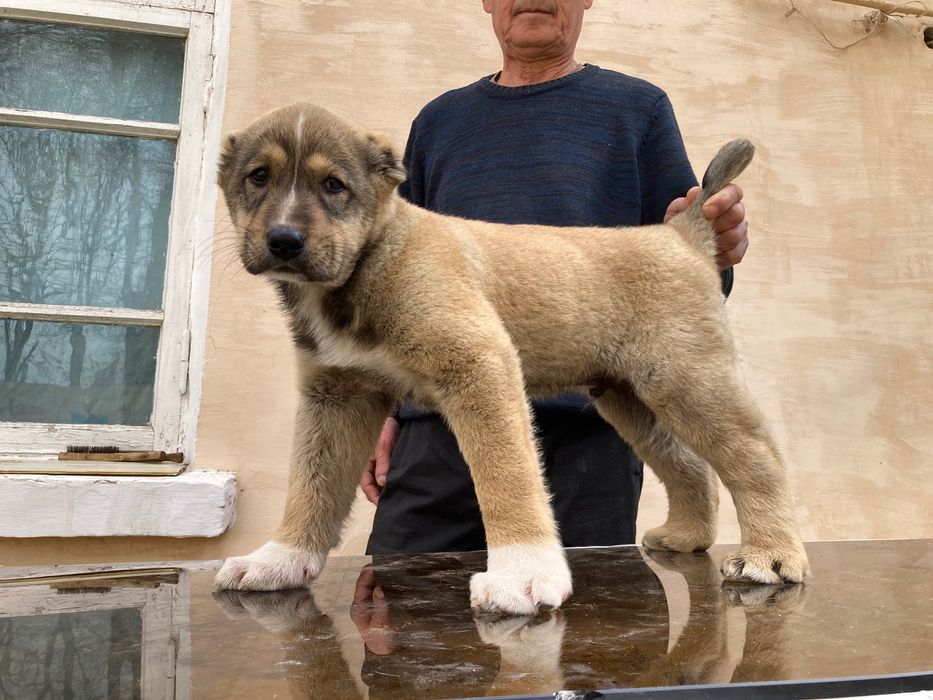 Щенок Алабая ( чистокровный )