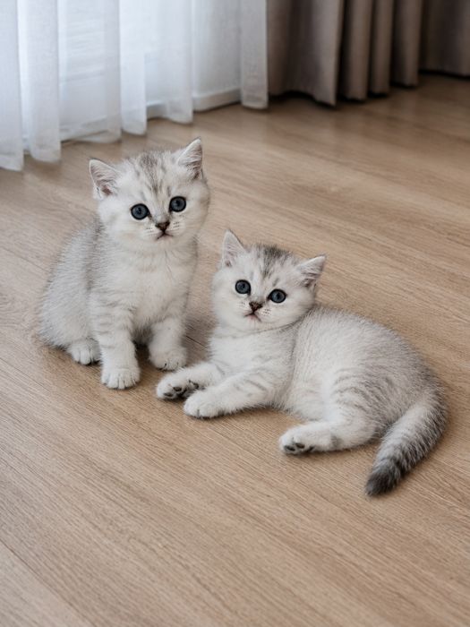 Британские котята Шиншилла