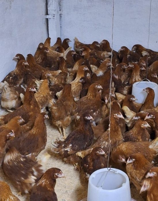 Молодки Куры несушки Ломан Браун