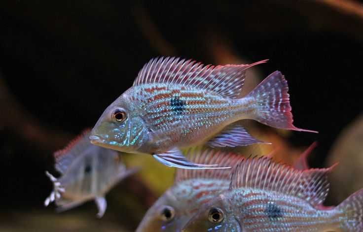 Аквариумная рыбка "Геофагус"