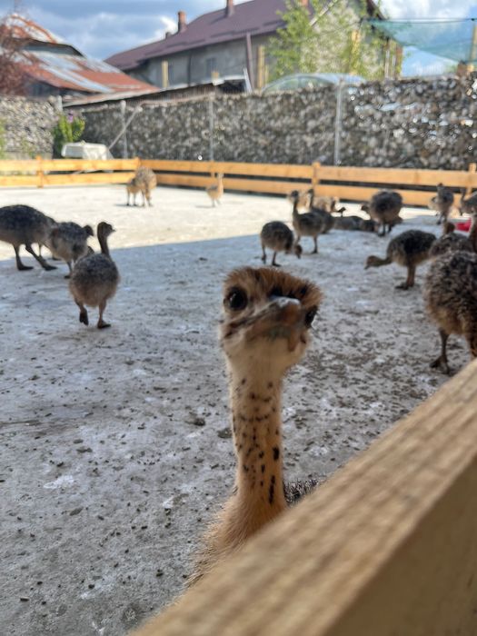 Pui de strut negru african