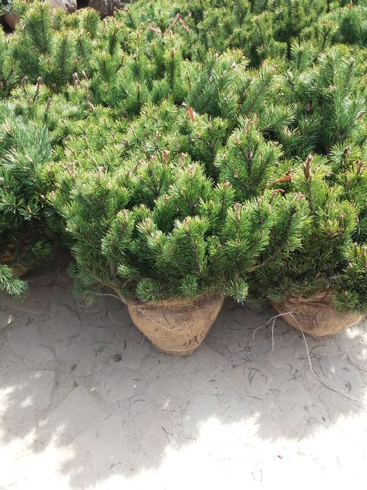 Vindem din pepiniera noastră plante ornamentale