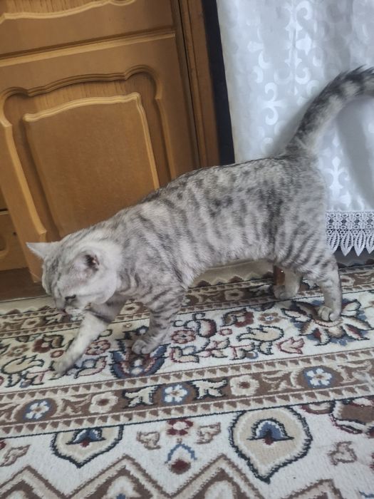 Оддам даром бесплатно