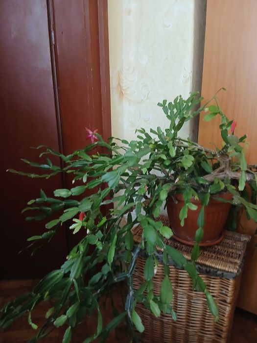Продавам коледниче