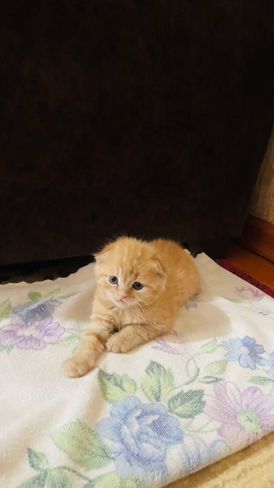 Катята пародастый продаю срочно