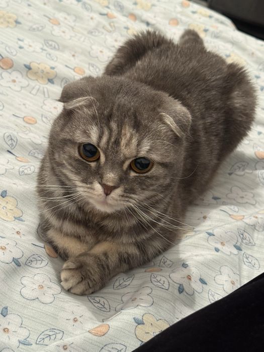 Продаётся красивая кошечка