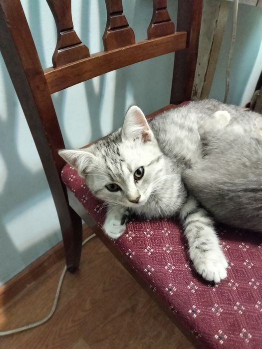 Скоттиш Страйт котенок