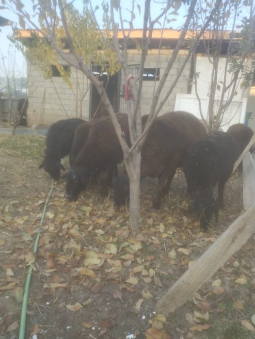 Буаз қойлар сатылады