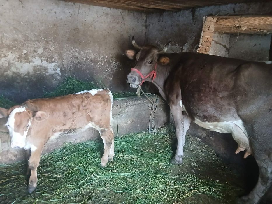 Vaca de vânzare cu vițel