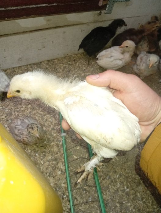 Wayandote gsg și  Araucana