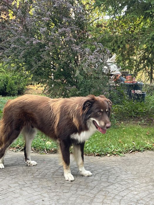 Donez câine Ciobănesc australian