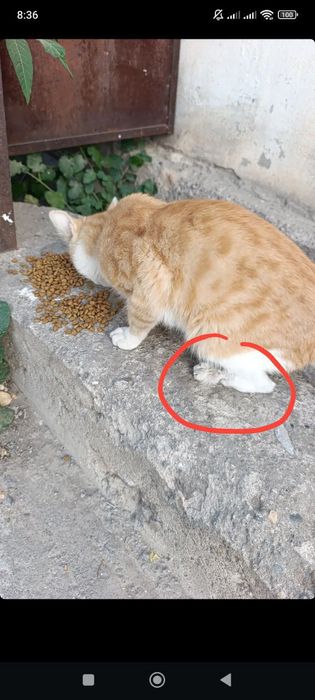 Отдам кота в добрые руки