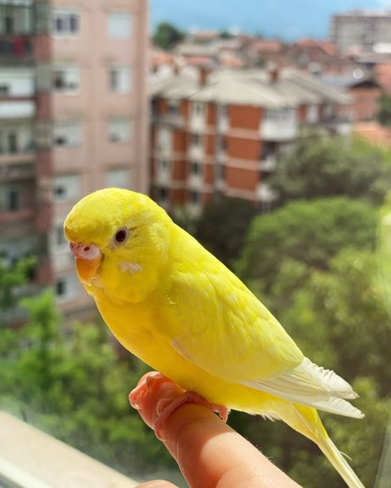 Волнистый попугай