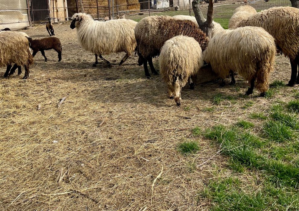 Oi, miei, capre și iezi de vânzare